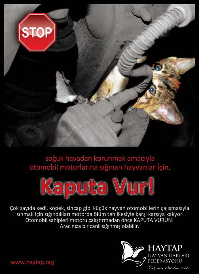 hayvanlara dikkat